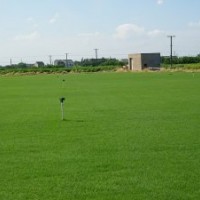 句容欣欣草坪基地供應(yīng)優(yōu)質(zhì)果嶺草