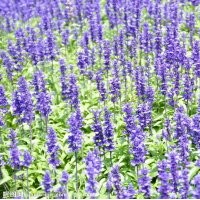 宿根薰衣草種植基地