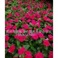 山東長春花價(jià)格