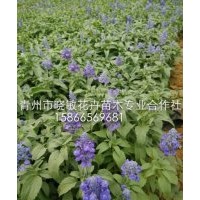 山東草花鼠尾草批發(fā)價格