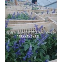 供應藍花鼠尾草價格