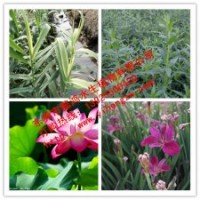 供應(yīng)水生植物荷花，推薦懿鴻水生植物