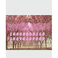 櫻花樹苗廠家批發(fā)