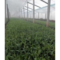 柳葉馬鞭草種植方法|山東馬鞭草價格|柳葉馬鞭草基地