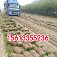 欒城高羊茅草坪