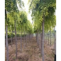 廣東金葉垂榆_彩葉園林_金葉垂榆苗木