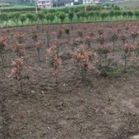 嫁接紅花繼木|武義紅花繼木|好彩苗木口碑好(查看)