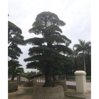 造型大羅漢松|羅漢松苗木場|山東造型大羅漢松