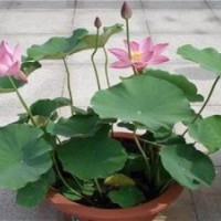 荷花_綠荷水生_荷花盆景批發(fā)