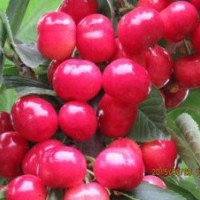 櫻桃樹_隆發(fā)園藝_5公分櫻桃樹