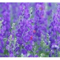 薰衣草廠家,淄博薰衣草,愛萍花卉苗木(圖)