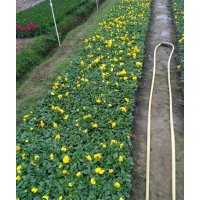 冬季草花大量上市