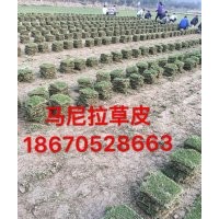 2017馬尼拉草坪價(jià)格新報(bào)價(jià) 主要供應(yīng)馬尼拉草