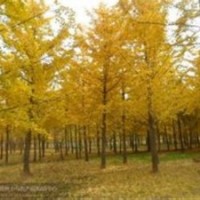 銀杏樹價格|華北銀杏|銀杏樹價格表