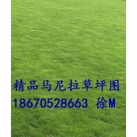 馬尼拉草皮 江西馬尼拉草坪 馬尼拉草皮報(bào)價(jià)/圖片/規(guī)格