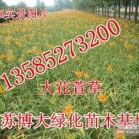 大花萱草價(jià)格-江蘇大花萱草基地價(jià)格-萱草批發(fā)直銷量大價(jià)優(yōu)