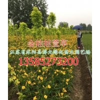 金娃娃萱草產(chǎn)地價(jià)格-江蘇金娃娃萱草與大花萱草的區(qū)別