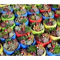 花卉基地,花卉,綠馨花卉(查看)