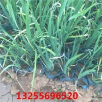 批發(fā)綠化草花馬蘭