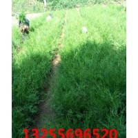 批發(fā)綠化側(cè)柏