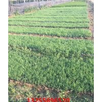 批發(fā)綠化草花地被石竹