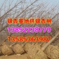 15公分銀杏樹苗價(jià)格_銀杏樹苗價(jià)格_興隆銀杏(圖)