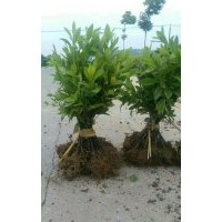 馬尼拉草皮 色塊小苗,杜鵑，紅繼木，小葉女貞，大葉女貞，金邊黃