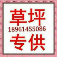 苗木，草坪，百慕大草坪，四季青草坪