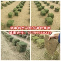 馬尼拉草坪2018年價格