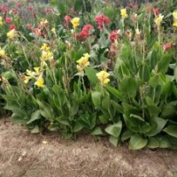 供鳶尾，紅花草，麥冬草，蔥蘭，金娃娃宣草