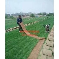 供應(yīng)早熟禾草坪，銷售草籽，綠化工程