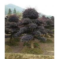 紅花繼木樁批發(fā)|紅花繼木樁|萬(wàn)達(dá)苗圃