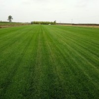 出售綠化草皮｜草坪多少錢每平方