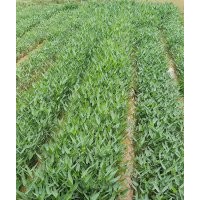 供應(yīng)廣西哪里賣(mài)水生植物-推薦群鋒水生植物品牌