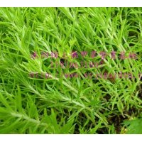 售佛甲草 小葉麥冬草、大葉麥冬草、金邊麥冬