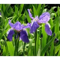 供應(yīng)鳶尾