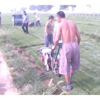 草坪基地出售四季青草坪