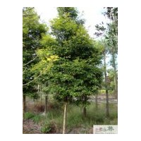 供應(yīng)成都天竺葵工程苗木