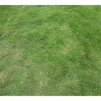 供應優(yōu)質百慕大草坪