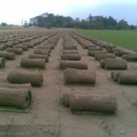 句容百慕大草坪直銷