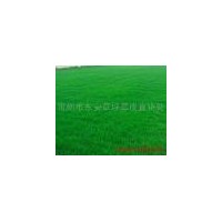 常州草坪//百慕大黑麥草混播草坪，高羊茅，結縷草等草坪