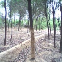 句容黑麥草混播百慕大直銷