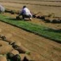 供應冷季型早熟禾草坪13643314197