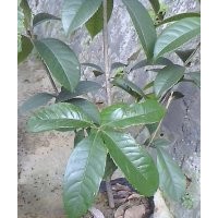 湖南馬尼拉草皮