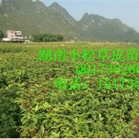 貴州畢節(jié)草坪苗木基地，貴州貴陽(yáng)草坪苗木基地