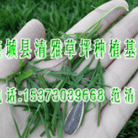 早熟禾草坪 四季青草坪 高羊茅草坪|欒城縣清雅草坪種植基地