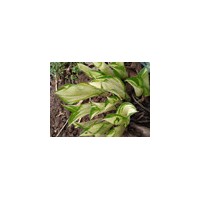 金邊玉簪10--40高工程苗銷售