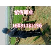 河北草坪 草坪種植基地 草坪銷售價格
