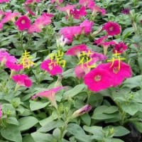 矮牽牛，萬壽菊，孔雀草