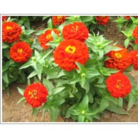 四季海棠，非洲鳳仙，百日草